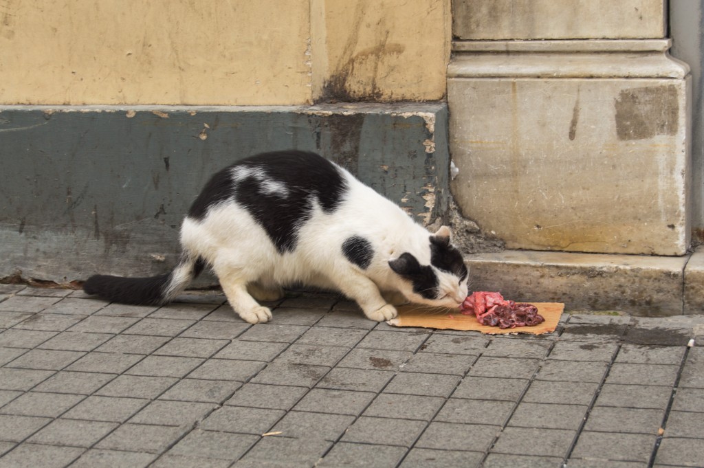 Istanbul cats