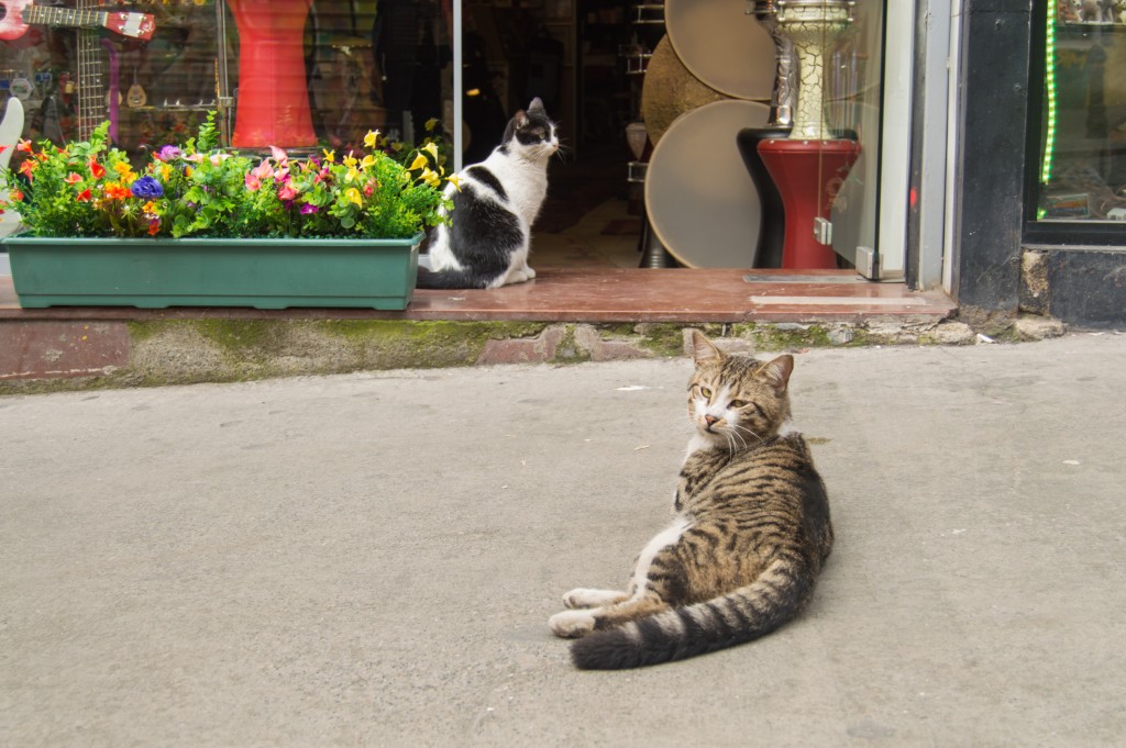 Istanbul street cats