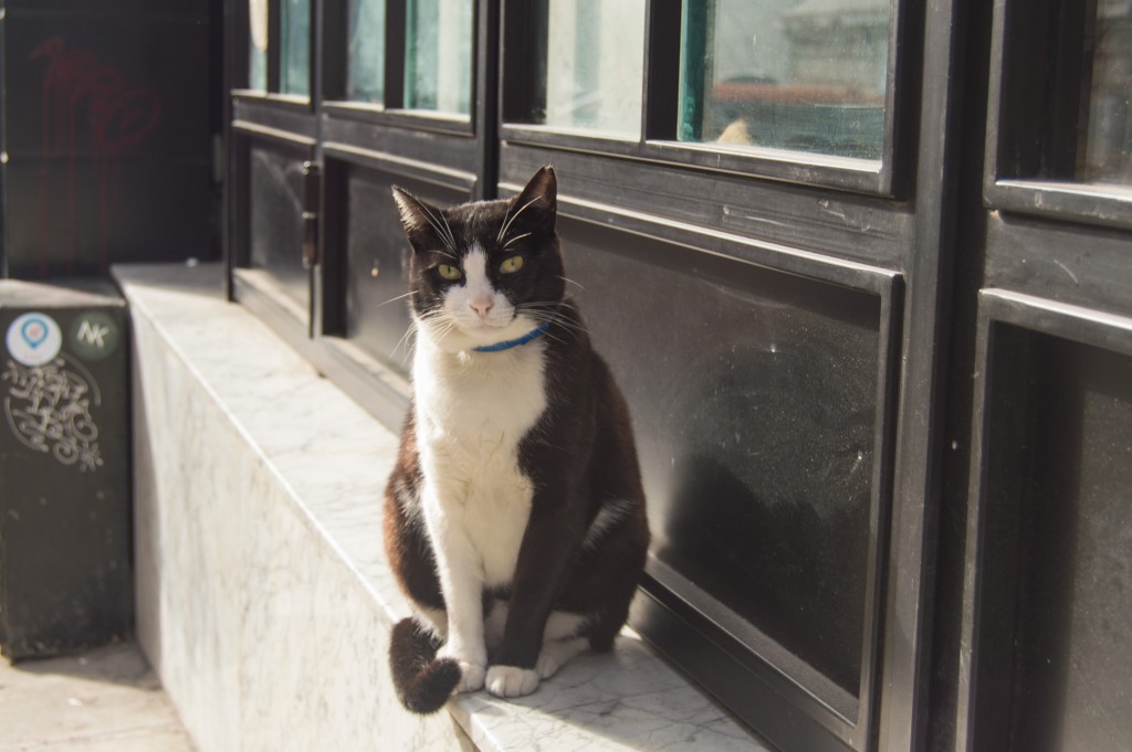 Cats of Istanbul
