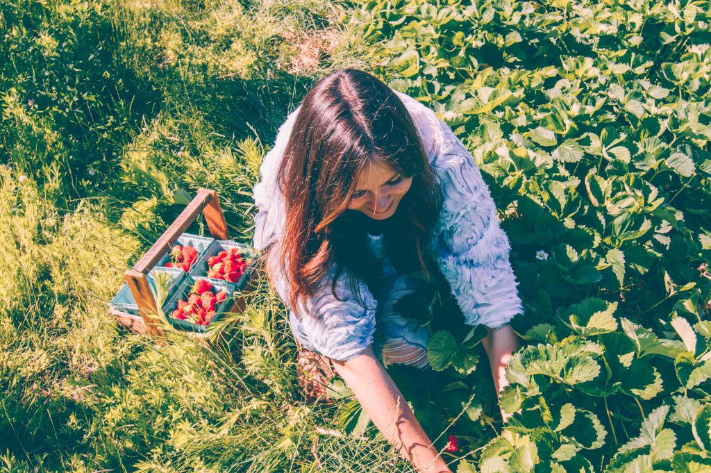 picking strawberries