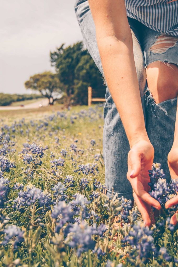 bluebonnets blooming texas