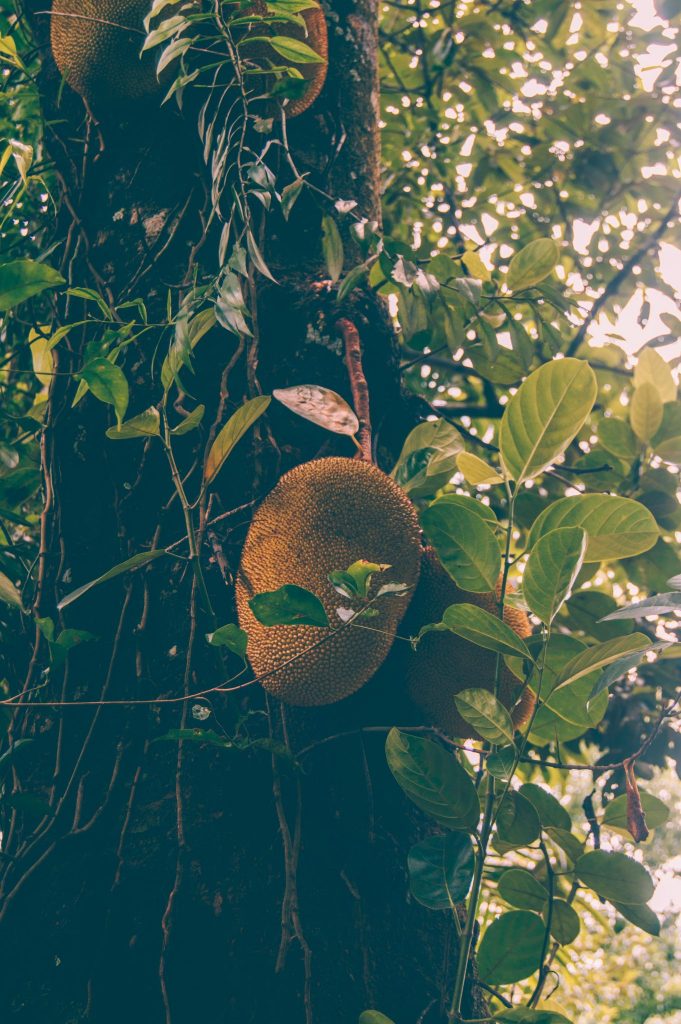 jackfruit sri lanka