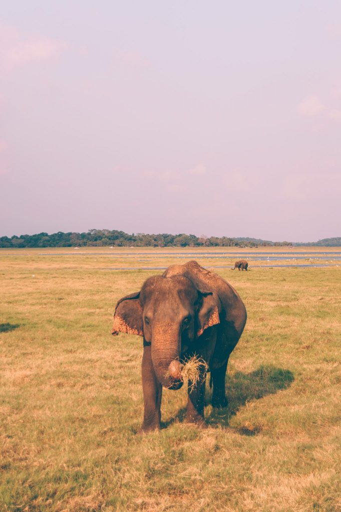 kaudulla park safari