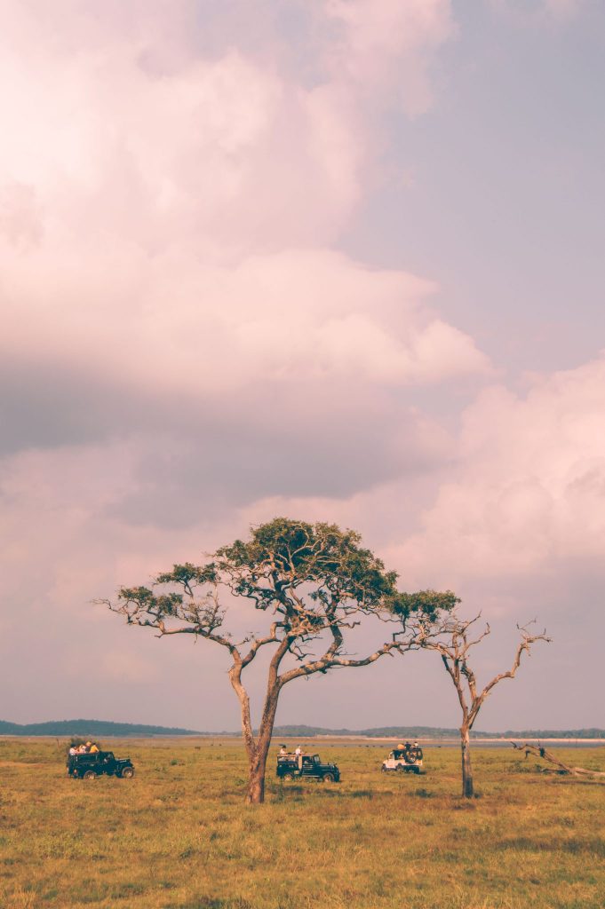 sri lankan safari