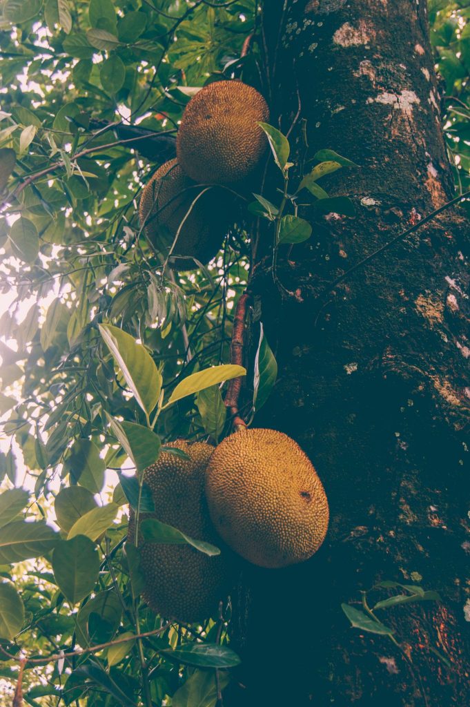 what is jackfruit