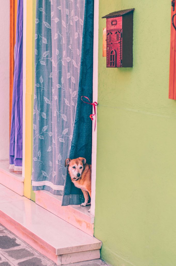 burano-dog