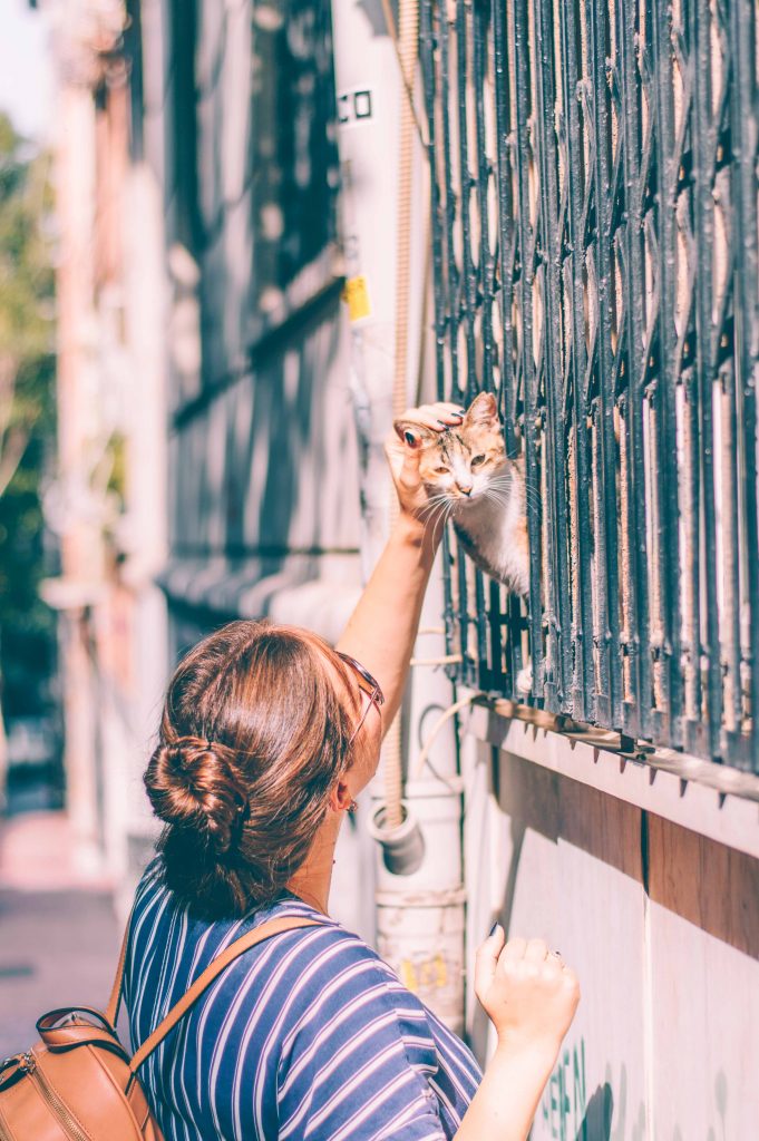 istanbul-cat-city