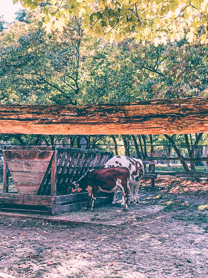 Best things to do with kids in Toronto: Riverdale farm