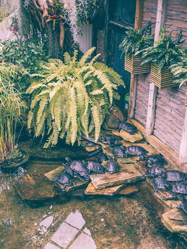 see turtles at Allan garden in Toronto