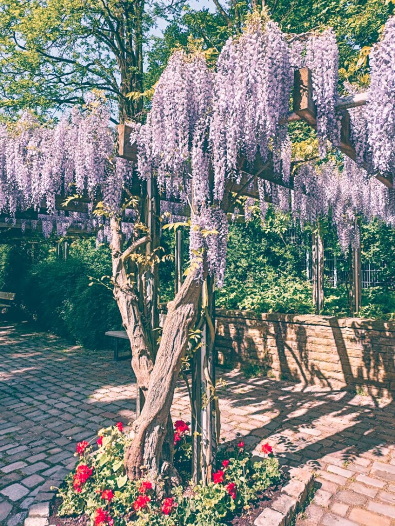 Wisteria trees at Planten und Blomen