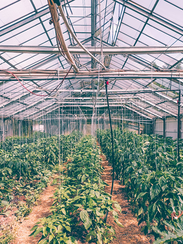 Greenhouse with lots of plants at Hygge the Farm garden
