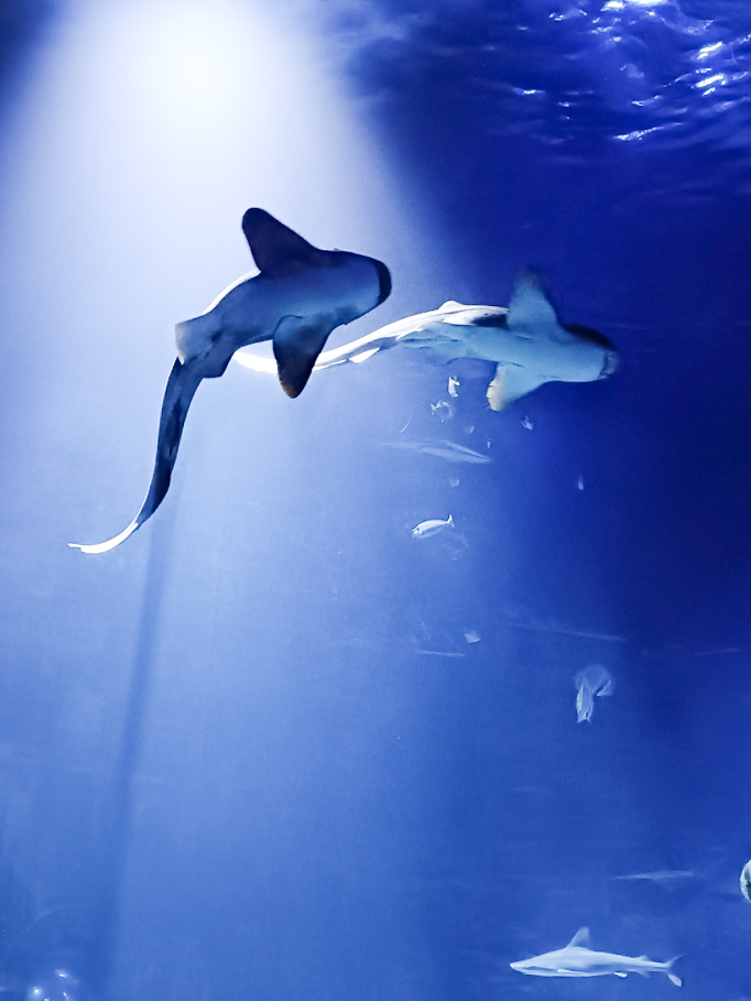 Big fish on display at hagenbeck zoo aquarium