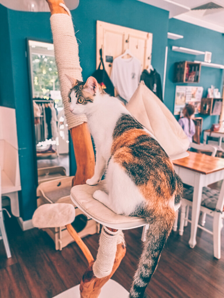 Cat Cafe as a fun outing with kids