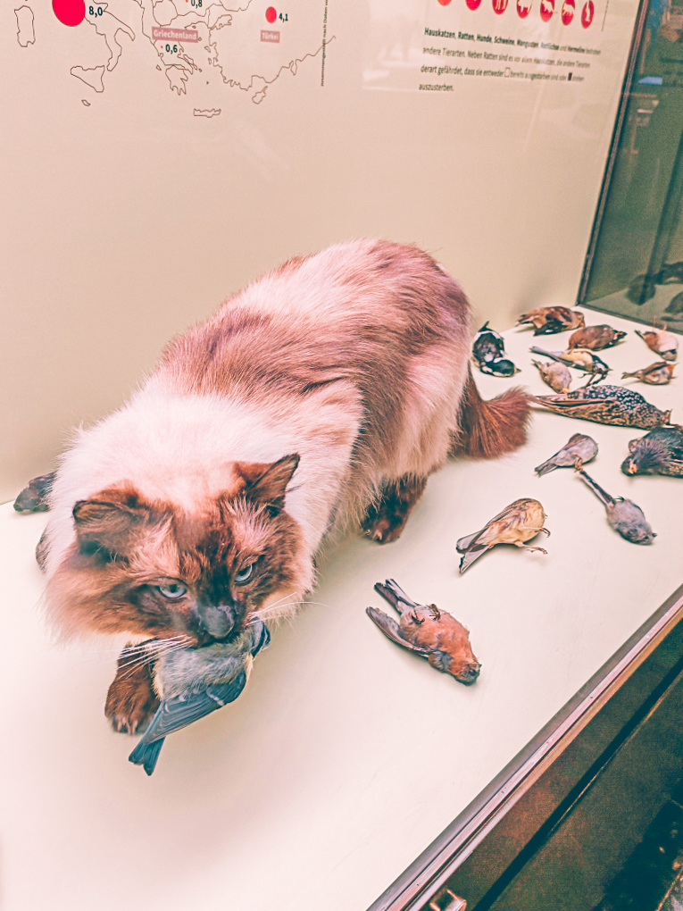 Stuffed cat and birds at the Museum der Natur