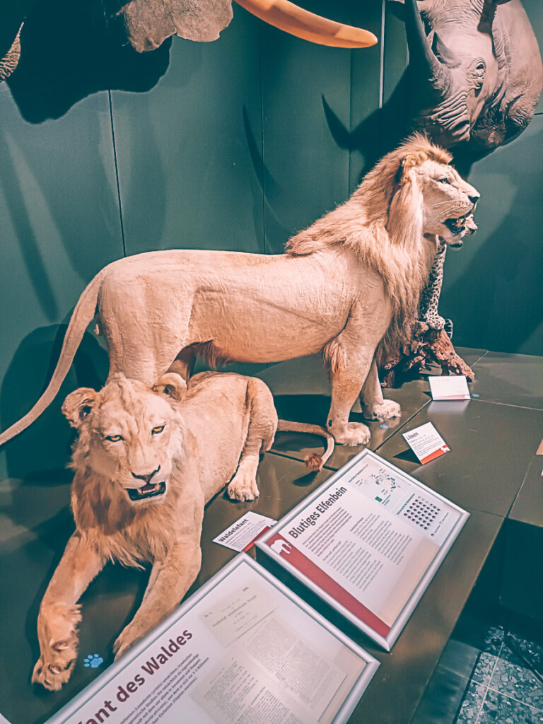 Stuffed Lions and Rhino at the museum der Natur Zoology