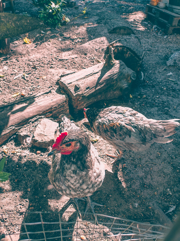Chickens at the Mottenburger H&uuml;hnertwiete