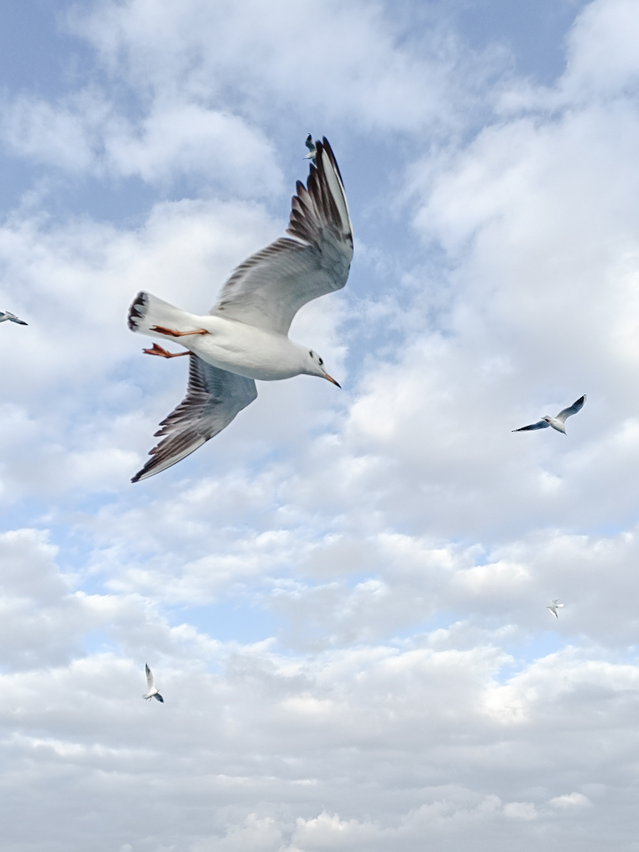 seagulls