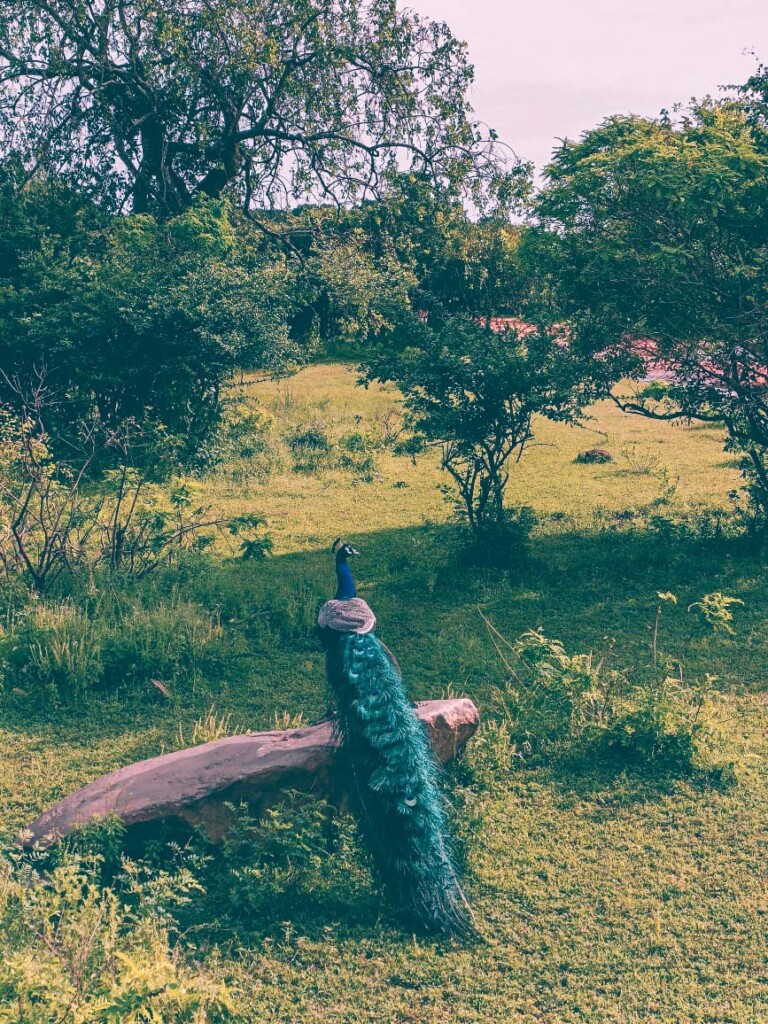 yala safari
