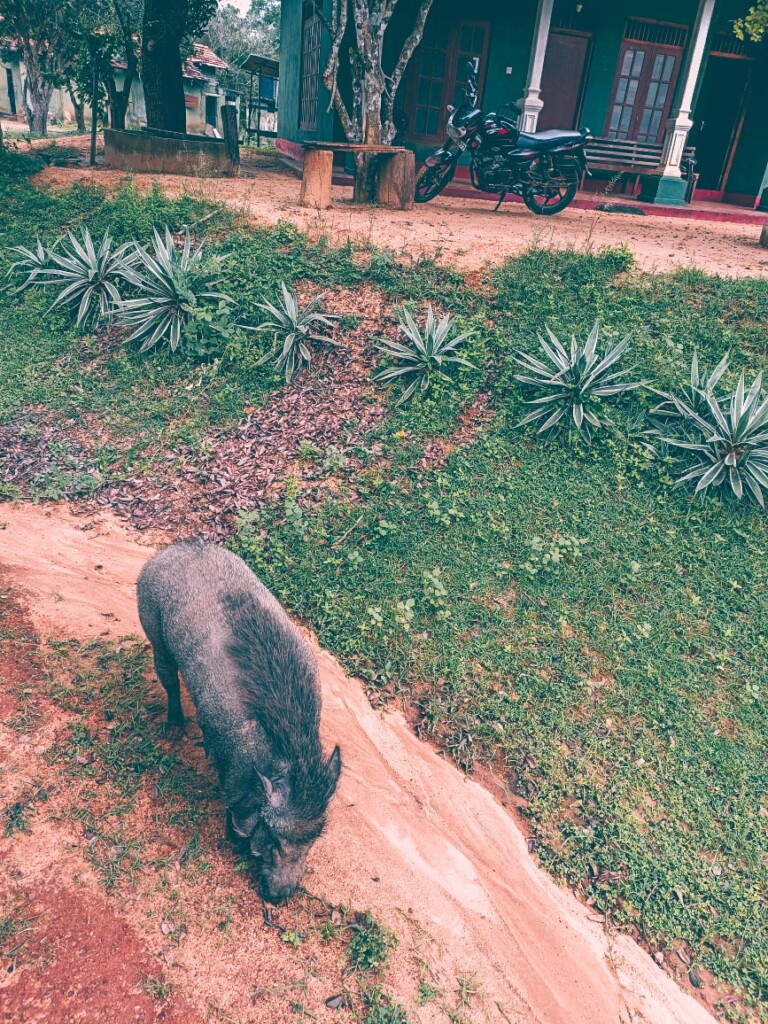 animals in yala national park