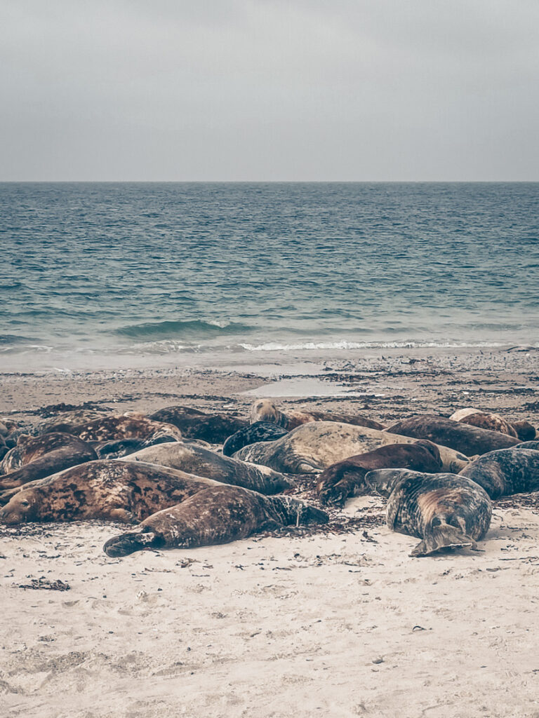 seals in Helgoland