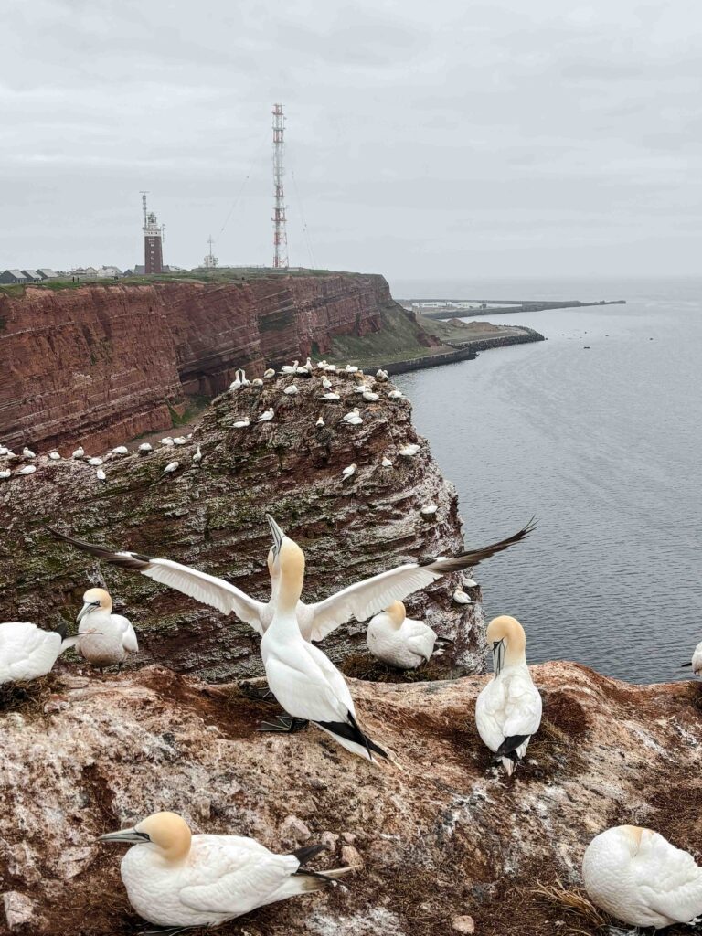 Helgoland birds