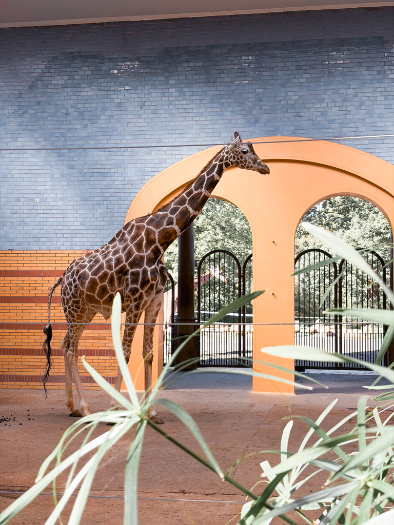 A giraffe inside the beautiful encloser at the Zoological garden in Berlin