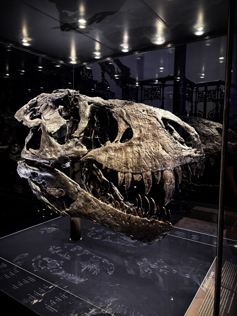 A display of a head of a T-rex at Museum für Naturkunde Berlin is a must see when in Berlin with kids