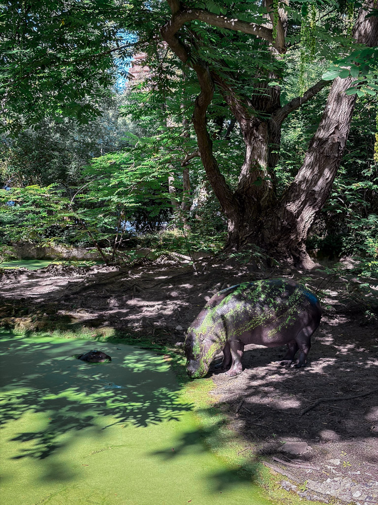 Hippo drinking water at the zoological garden in Berlin