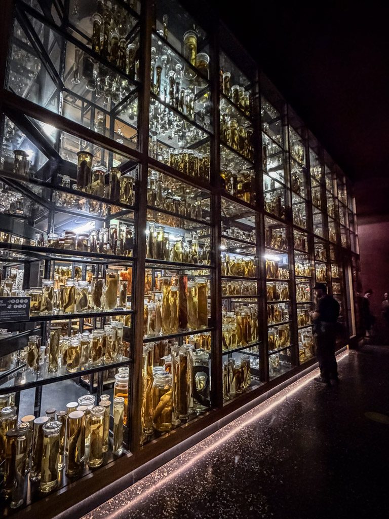 Impressive view of the wet collection at Museum für Naturkunde Berlin
