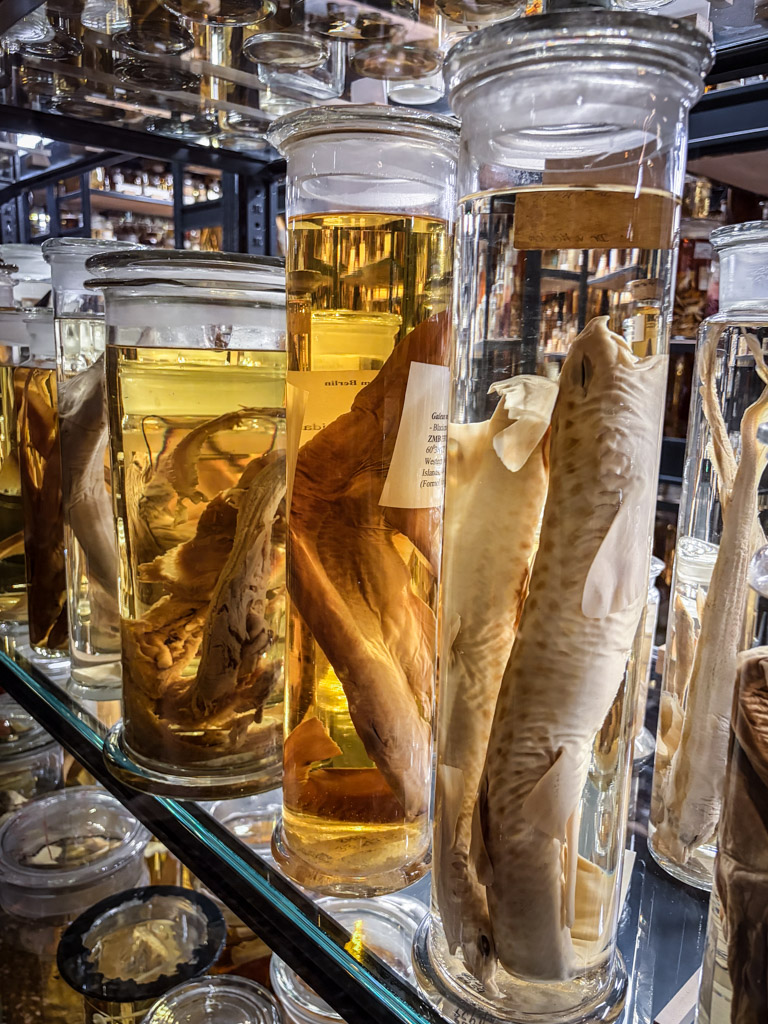 Preserved fish and other animals for kids to inspect at the Science center spectrum Berlin